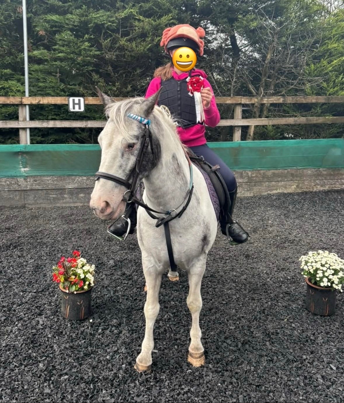"Ernie (Mr. Boo)" Tri-Coloured Gelding All Rounder