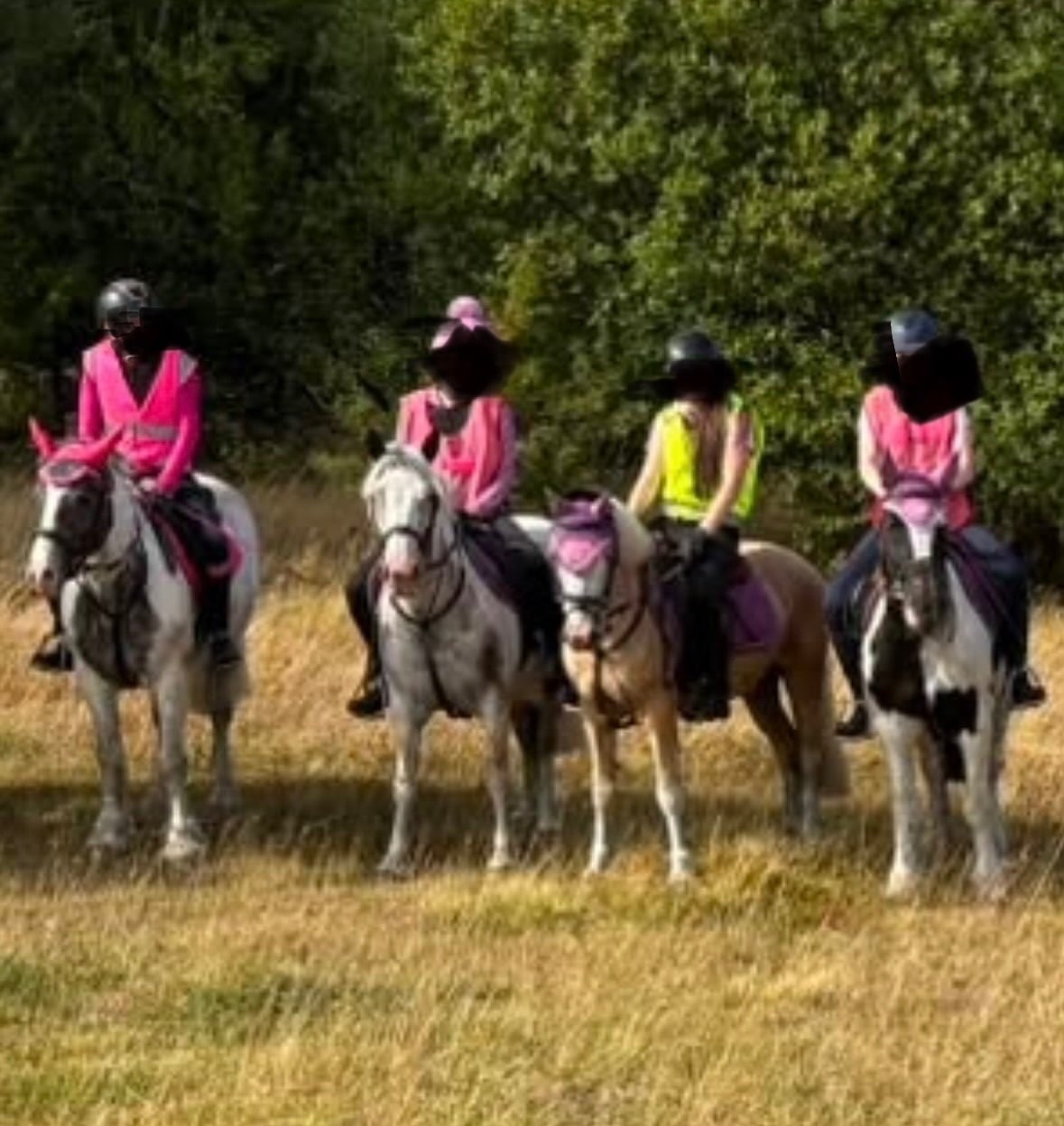 "Ernie (Mr. Boo)" Tri-Coloured Gelding All Rounder - Horses in Bacup
