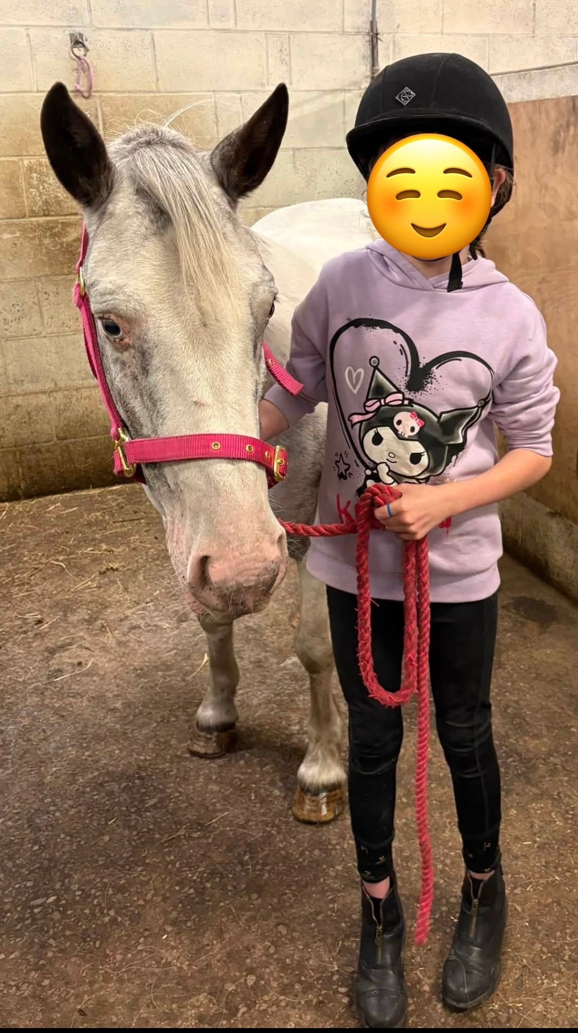 "Ernie (Mr. Boo)" Tri-Coloured Gelding All Rounder - Horses