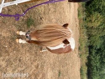 "Hermits Jumping Jack (JJ)" Skewbald Gelding Mountain & Moorland Pony