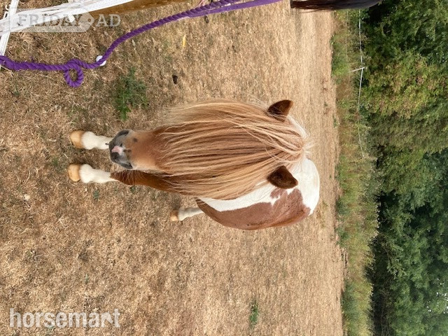 "Hermits Jumping Jack (JJ)" Skewbald Gelding Mountain & Moorland Pony in Podimore
