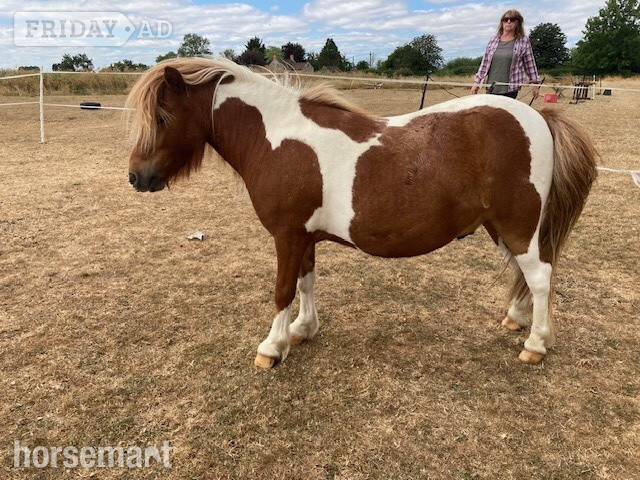 "Hermits Jumping Jack (JJ)" Skewbald Gelding Mountain & Moorland Pony