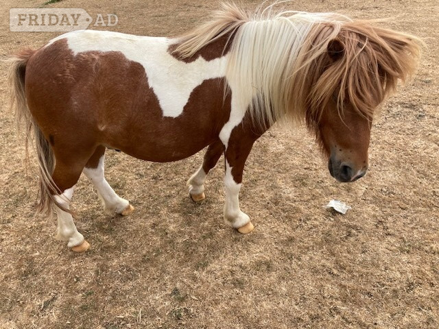 Podimore "Hermits Jumping Jack (JJ)" Skewbald Gelding Mountain & Moorland Pony