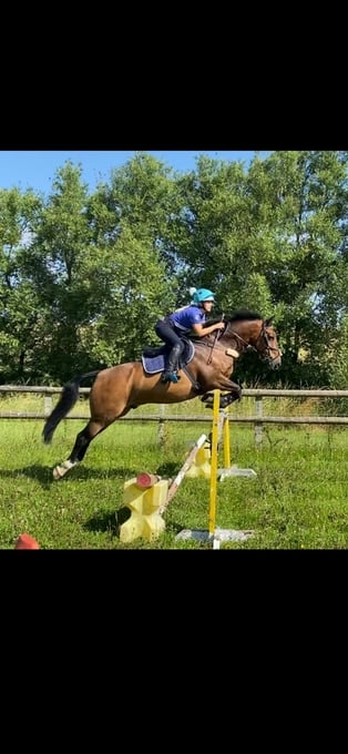"FRED " Bay Gelding Show Jumper