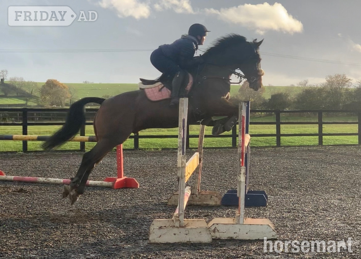 "FRED " Bay Gelding Show Jumper