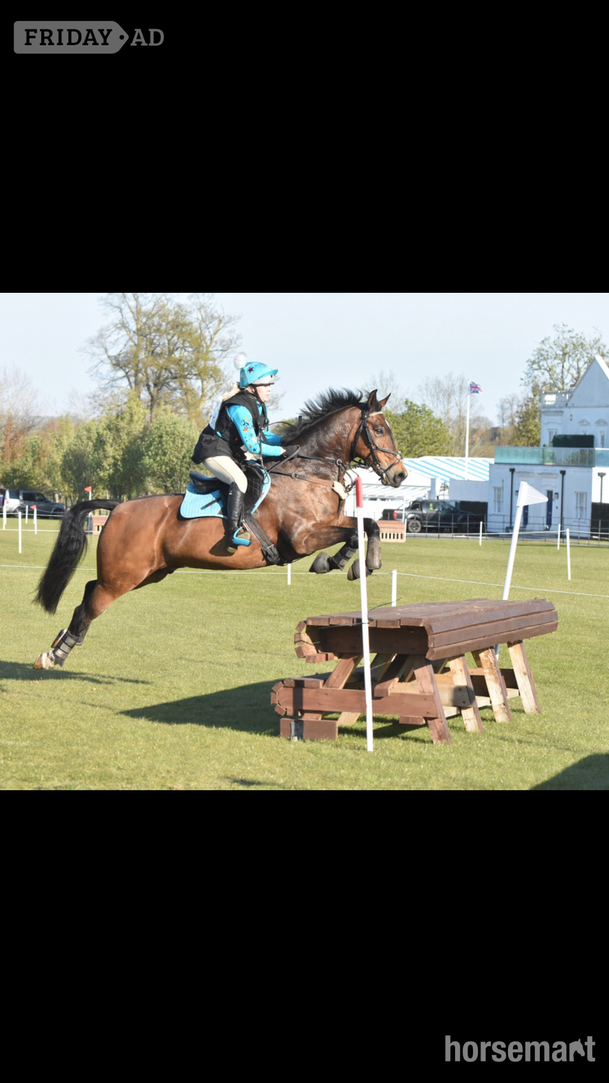 Leamington Spa "FRED " Bay Gelding Show Jumper
