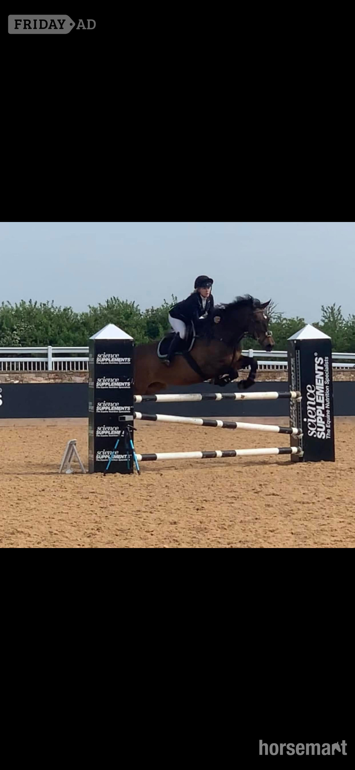 "FRED " Bay Gelding Show Jumper - Horses in Leamington Spa
