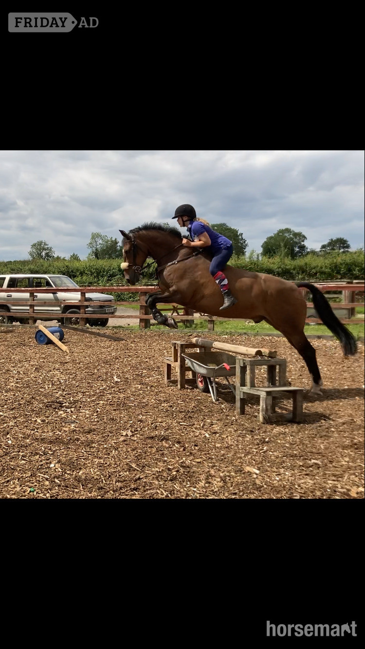 "FRED " Bay Gelding Show Jumper - Horses