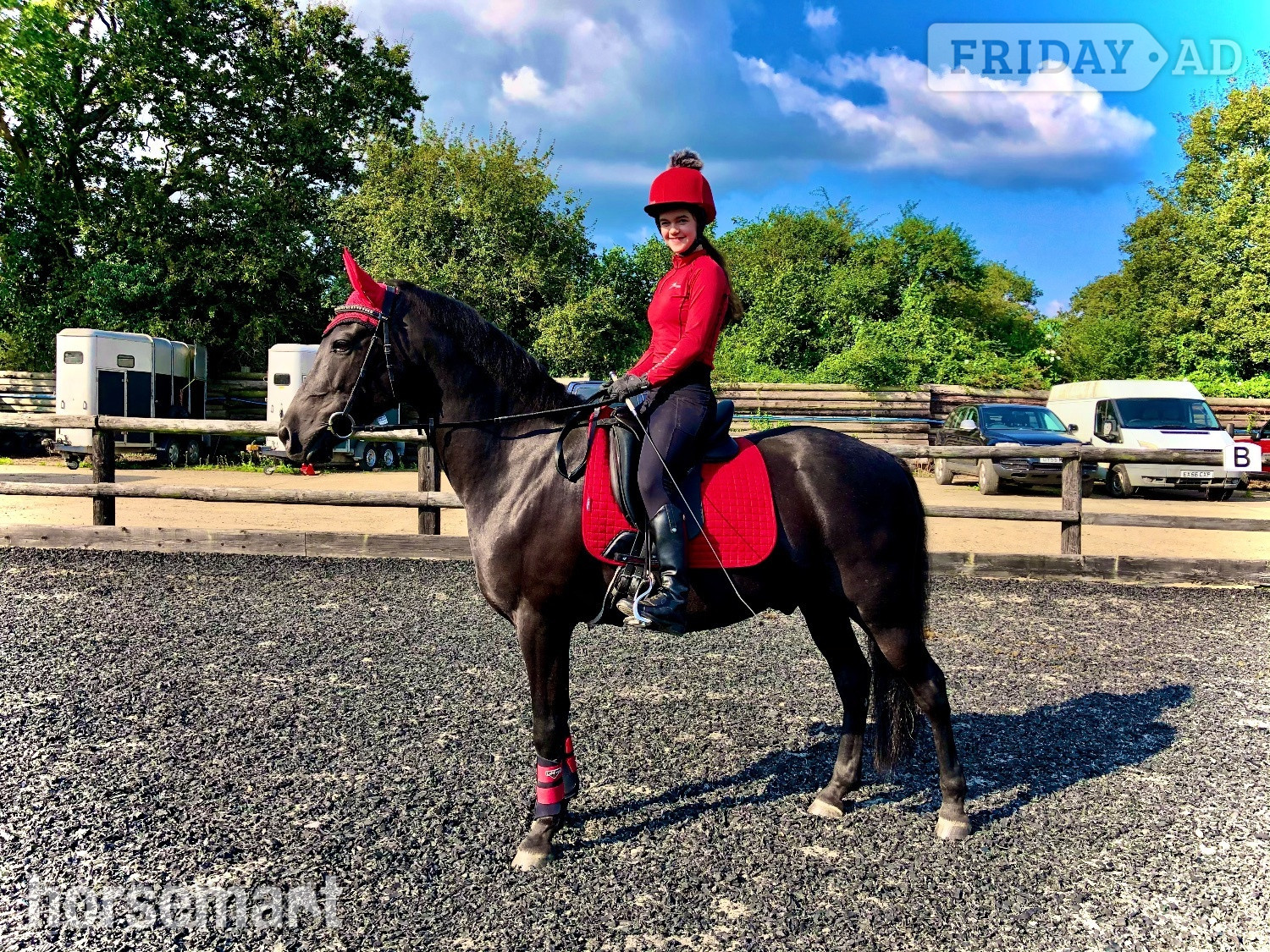 15hh Andalusian x Welsh B for loan/share - Horses in Pulborough