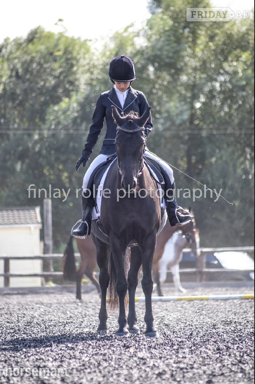 Pulborough 15hh Andalusian x Welsh B for loan/share