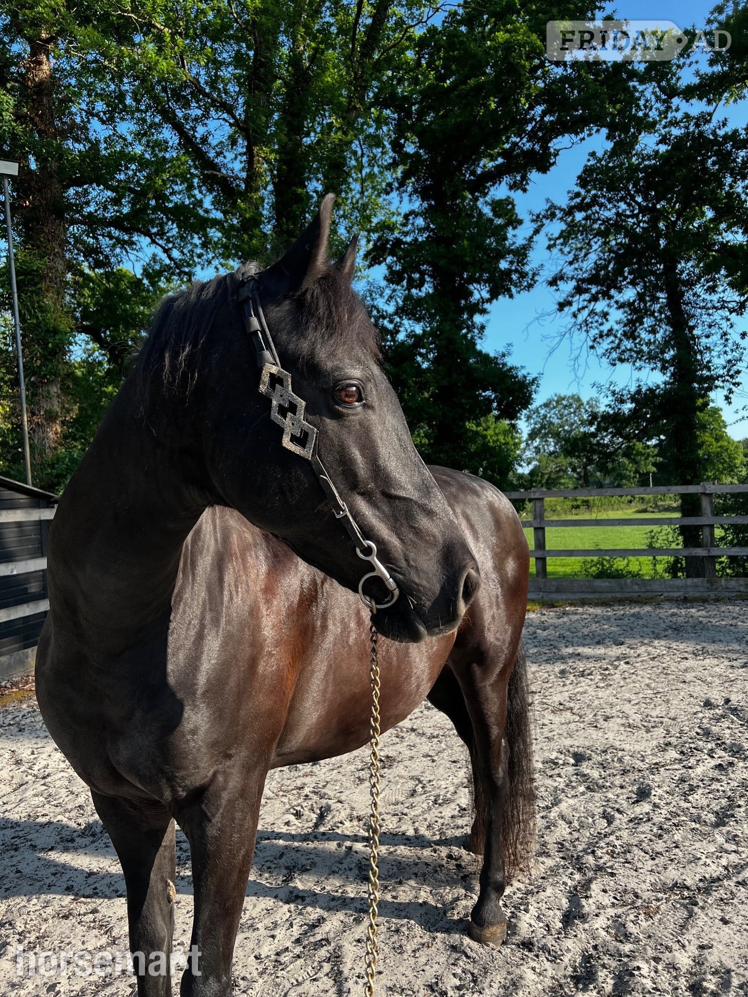 15hh Andalusian x Welsh B for loan/share in Pulborough