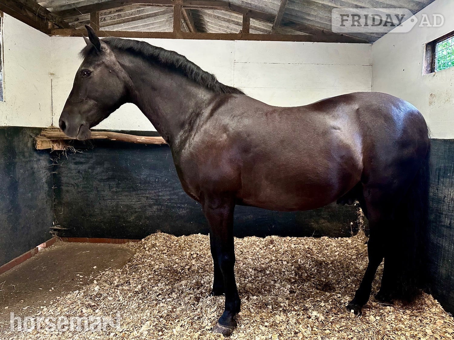 15hh Andalusian x Welsh B for loan/share