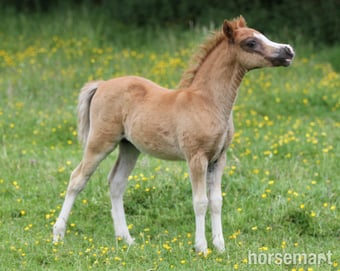 "Penech Bridget Jones " Chestnut Filly Showing Horse