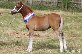 "Penech Bridget Jones " Chestnut Filly Showing Horse
