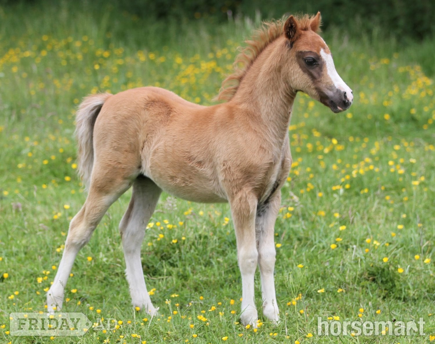 "Penech Bridget Jones " Chestnut Filly Showing Horse - Horses