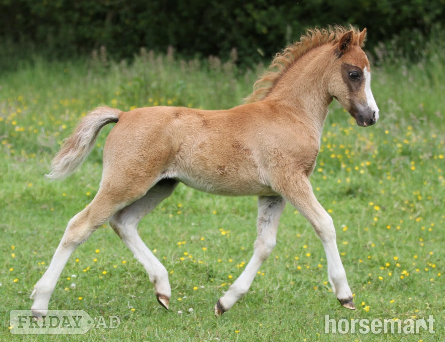 "Penech Bridget Jones " Chestnut Filly Showing Horse - Horses in Chorley