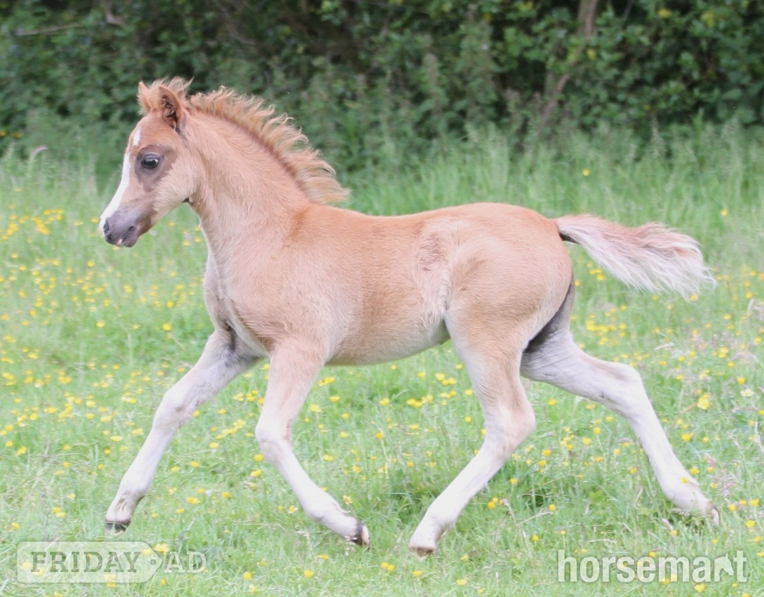 Chorley "Penech Bridget Jones " Chestnut Filly Showing Horse