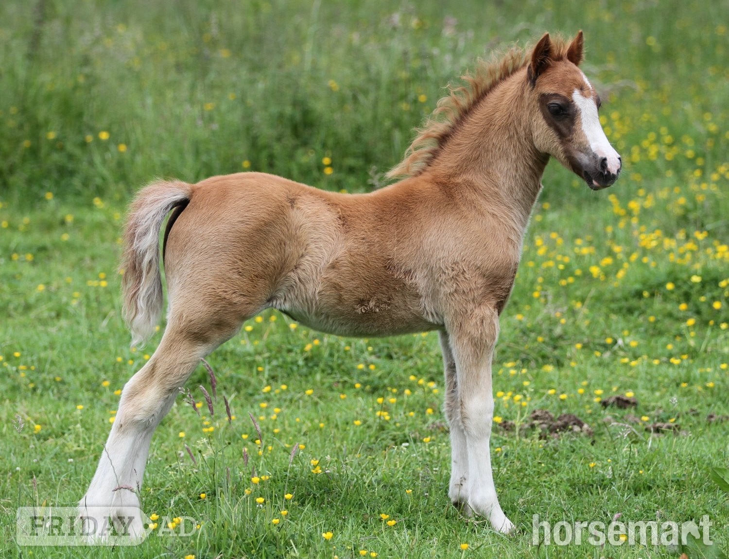"Penech Bridget Jones " Chestnut Filly Showing Horse