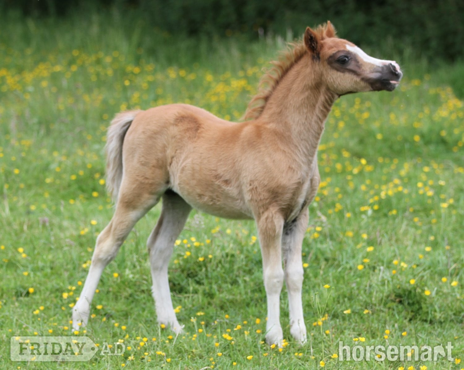 "Penech Bridget Jones " Chestnut Filly Showing Horse in Chorley
