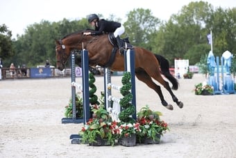 "Heartbeat (Herbie)" Bay Gelding Show Jumper