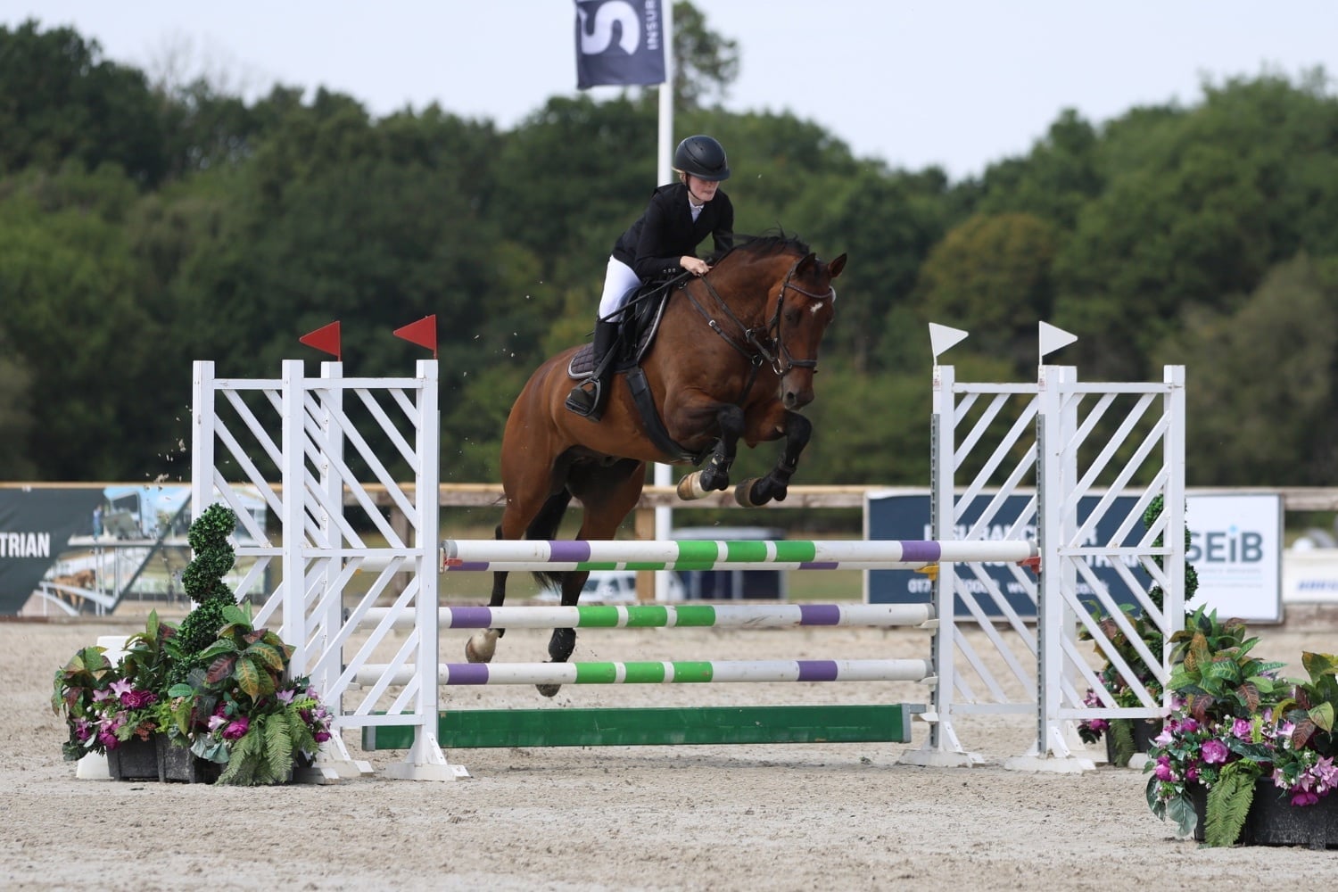 "Heartbeat (Herbie)" Bay Gelding Show Jumper