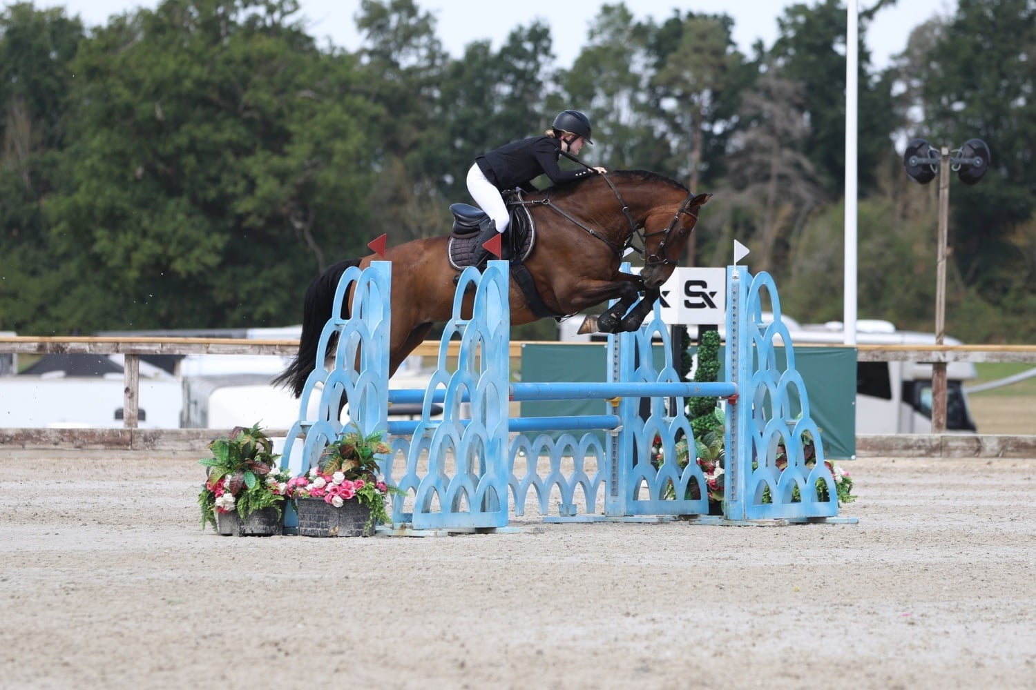 Milton Keynes "Heartbeat (Herbie)" Bay Gelding Show Jumper