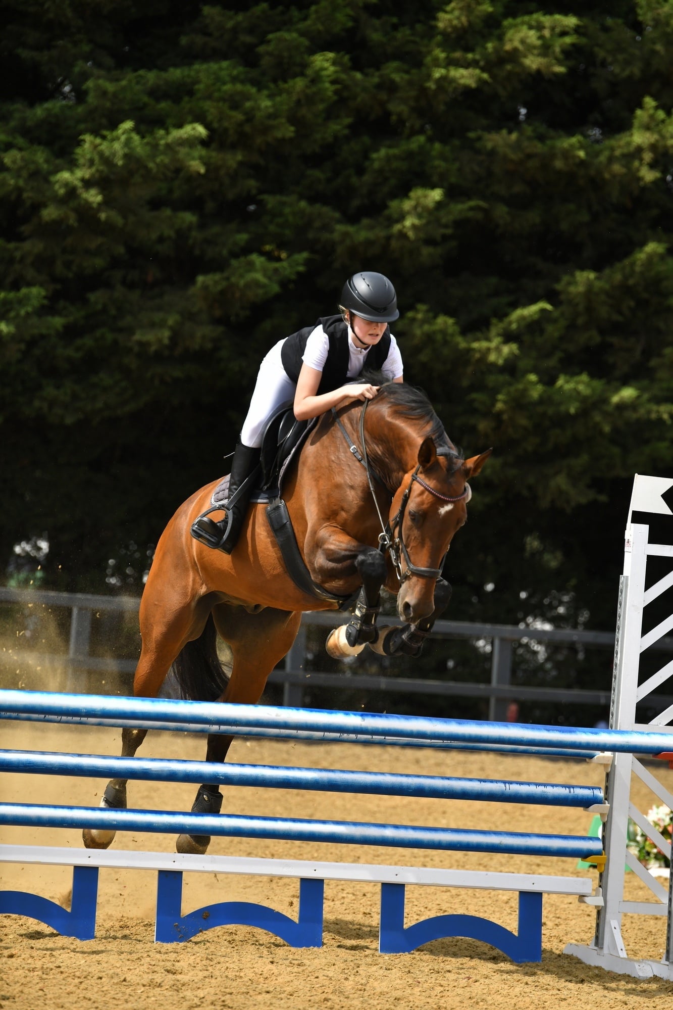 "Heartbeat (Herbie)" Bay Gelding Show Jumper - Horses in Milton Keynes