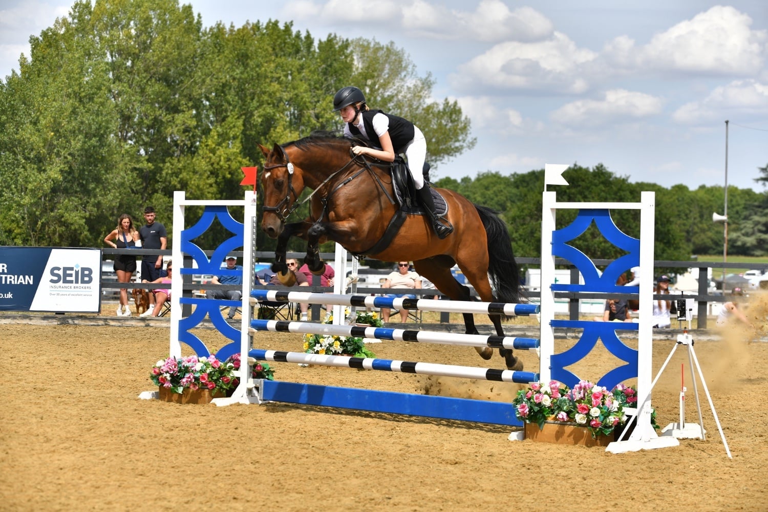"Heartbeat (Herbie)" Bay Gelding Show Jumper - Horses
