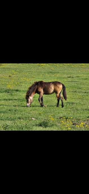 "Rumi" Dun Filly All Rounder