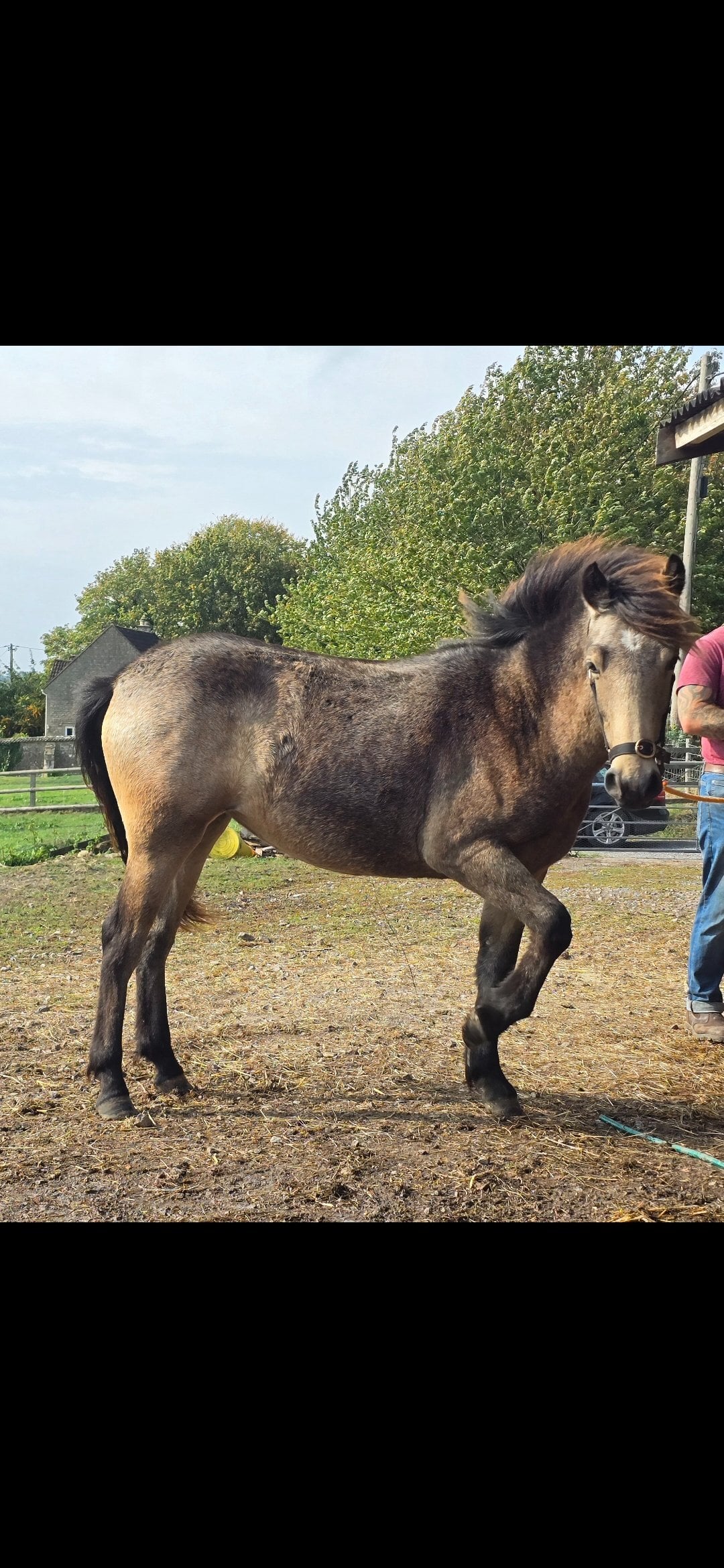 "Rumi" Dun Filly All Rounder