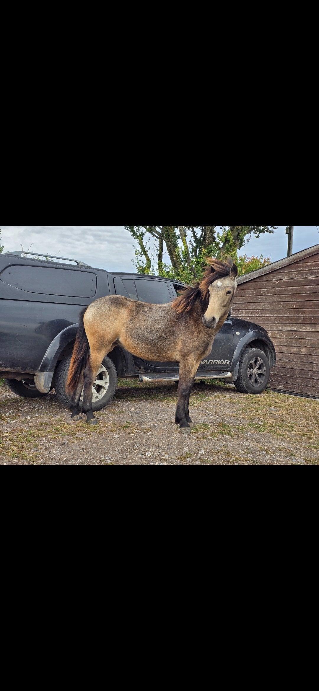 Warminster "Rumi" Dun Filly All Rounder
