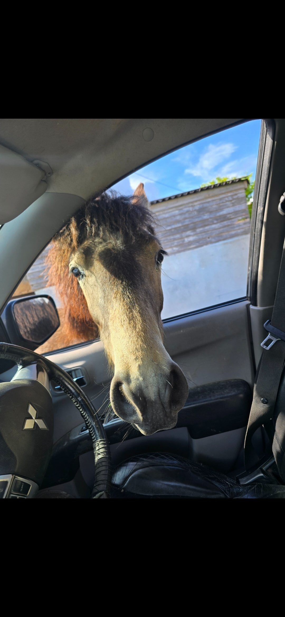 "Rumi" Dun Filly All Rounder - Horses in Warminster