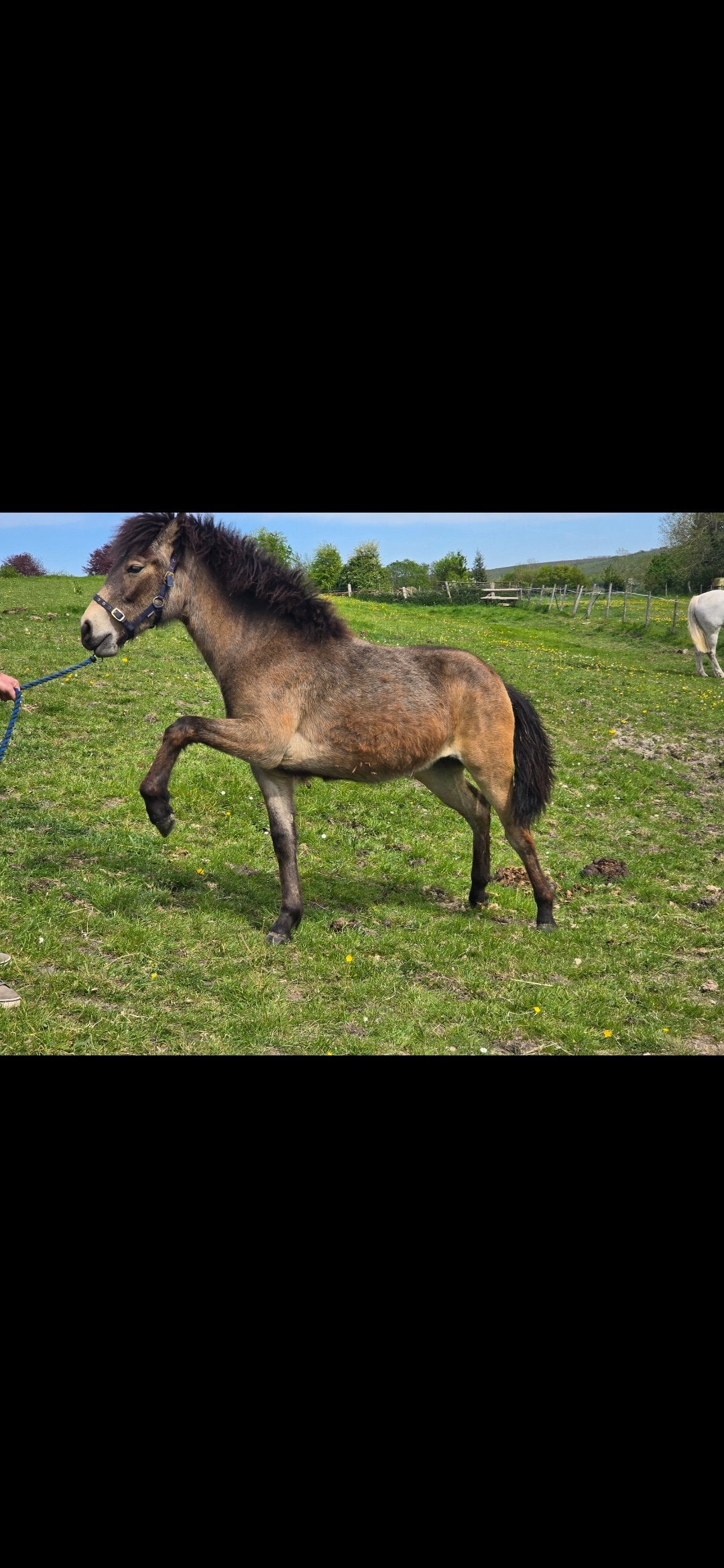 "Rumi" Dun Filly All Rounder - Horses