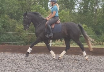 "Duke" Black Gelding All Rounder