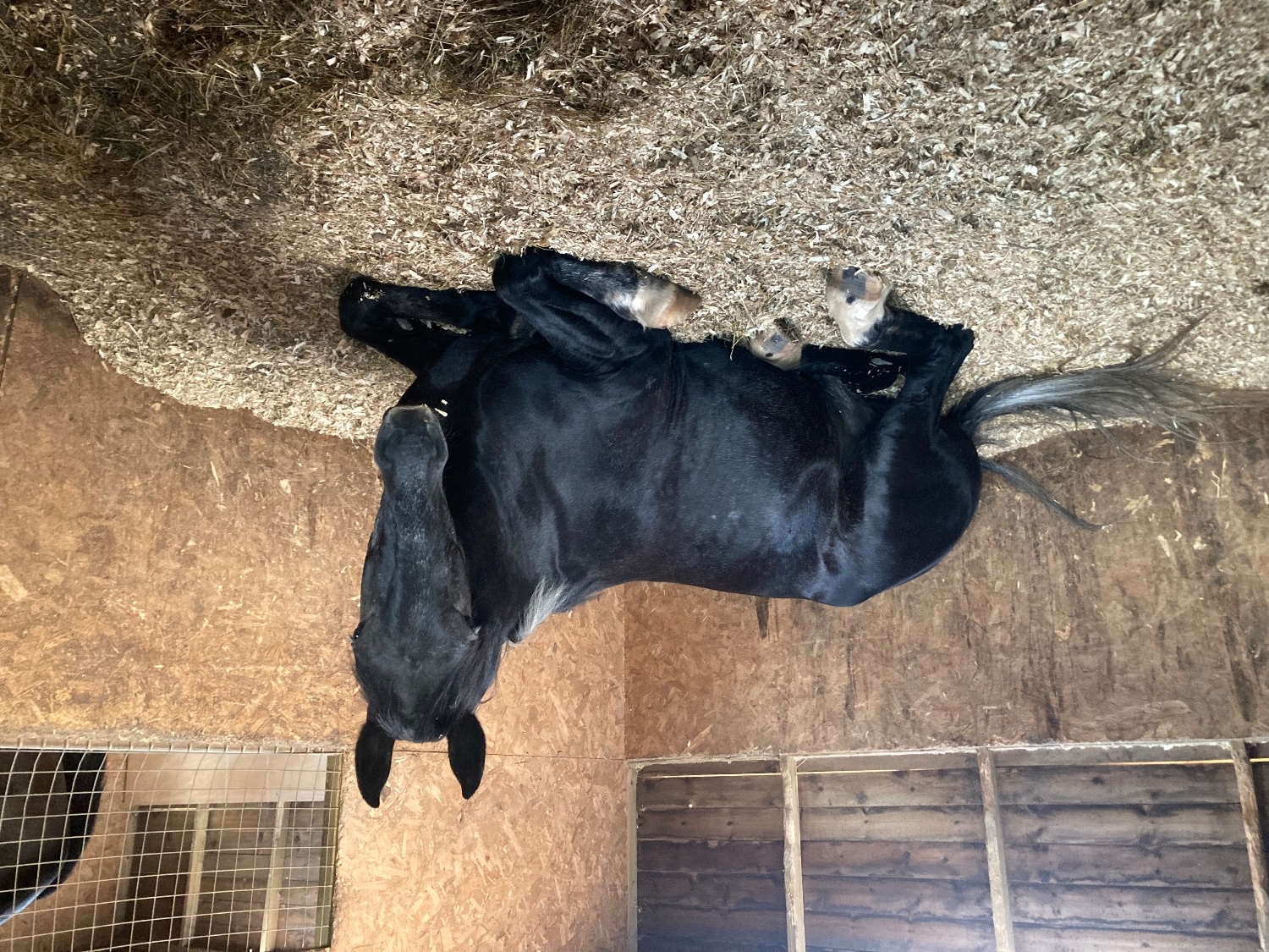"Duke" Black Gelding All Rounder
