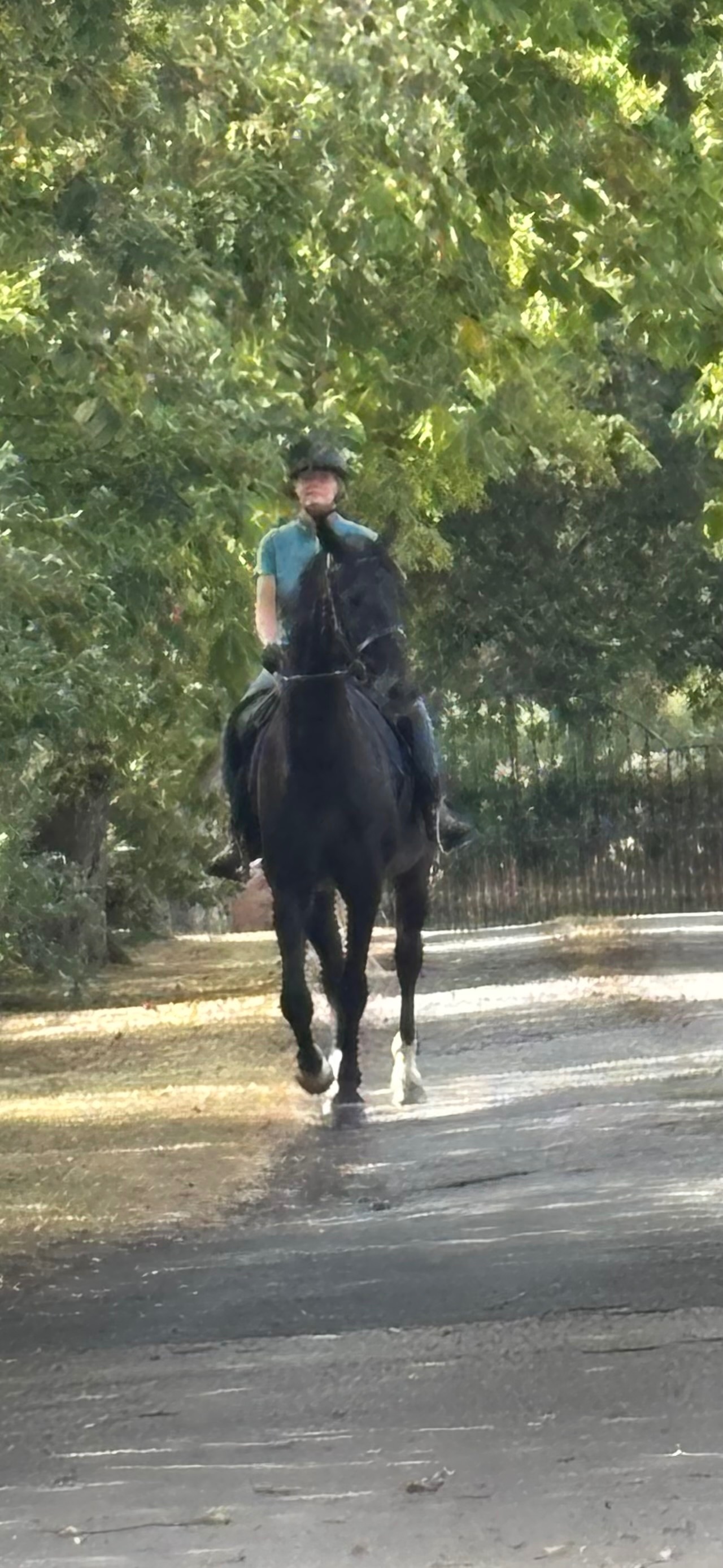 Nantwich "Duke" Black Gelding All Rounder