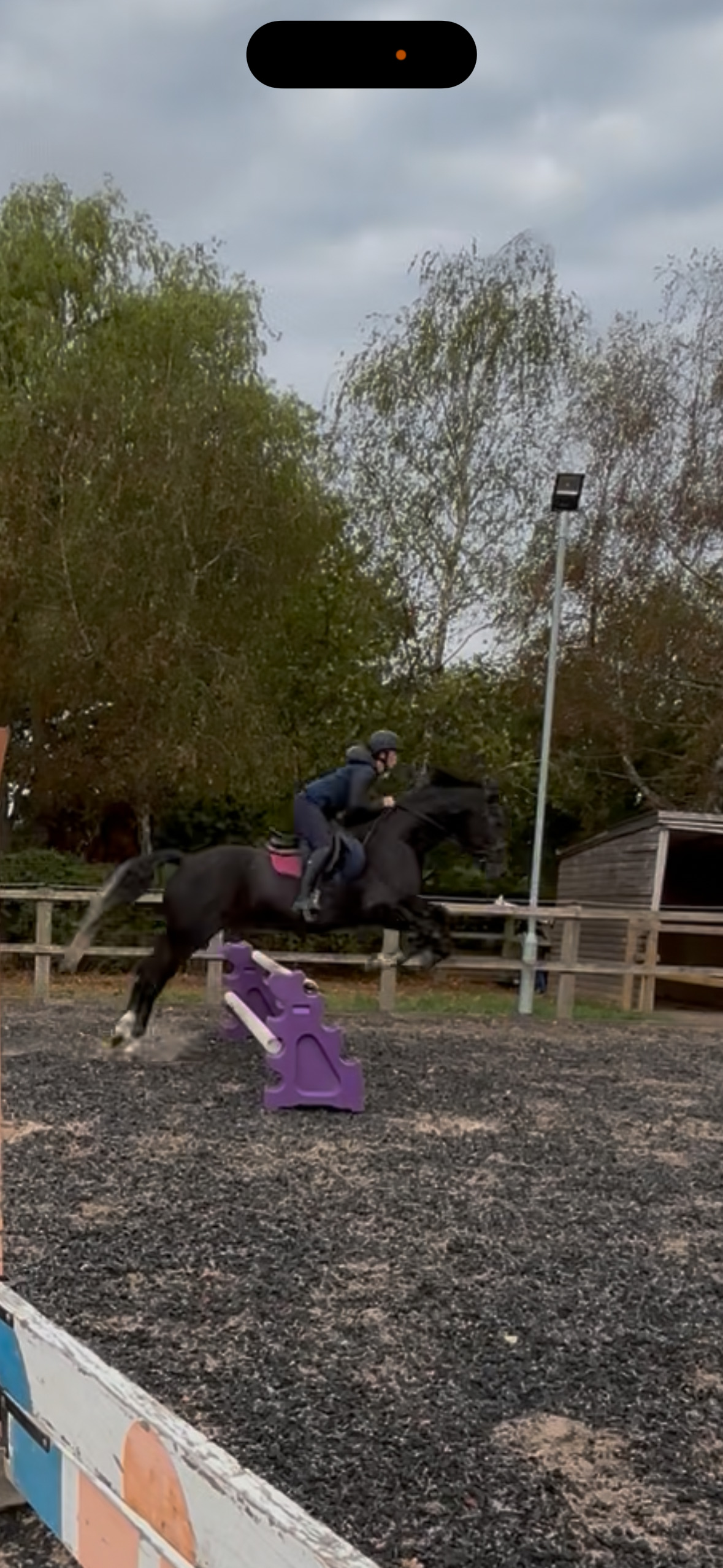 "Duke" Black Gelding All Rounder - Horses in Nantwich