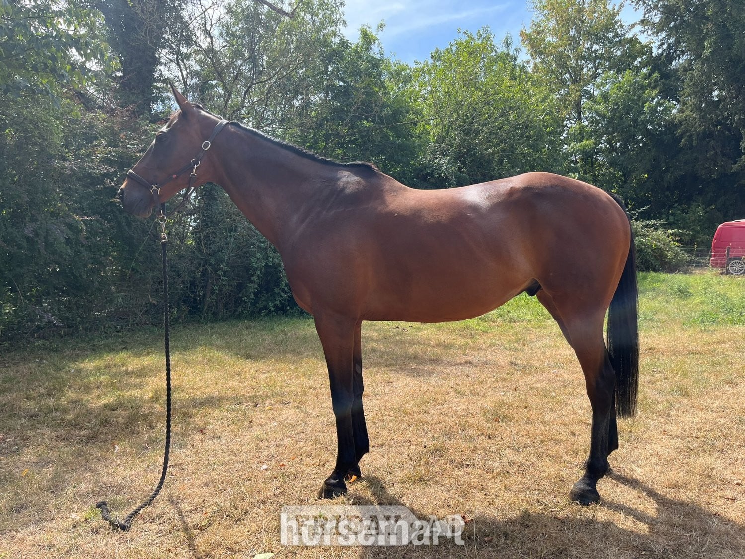 "William" Bay Gelding All Rounder in Frome