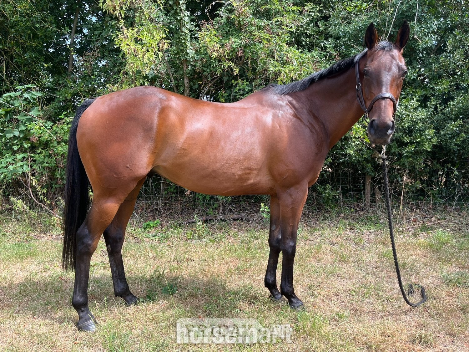 "William" Bay Gelding All Rounder
