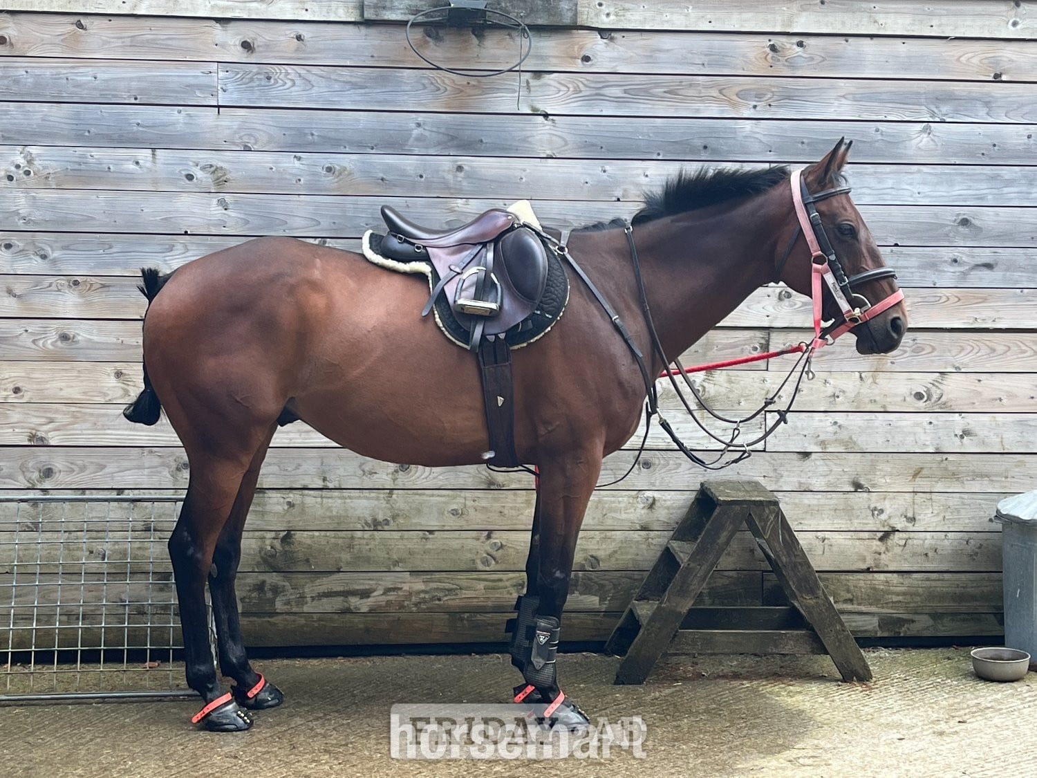 Frome "William" Bay Gelding All Rounder