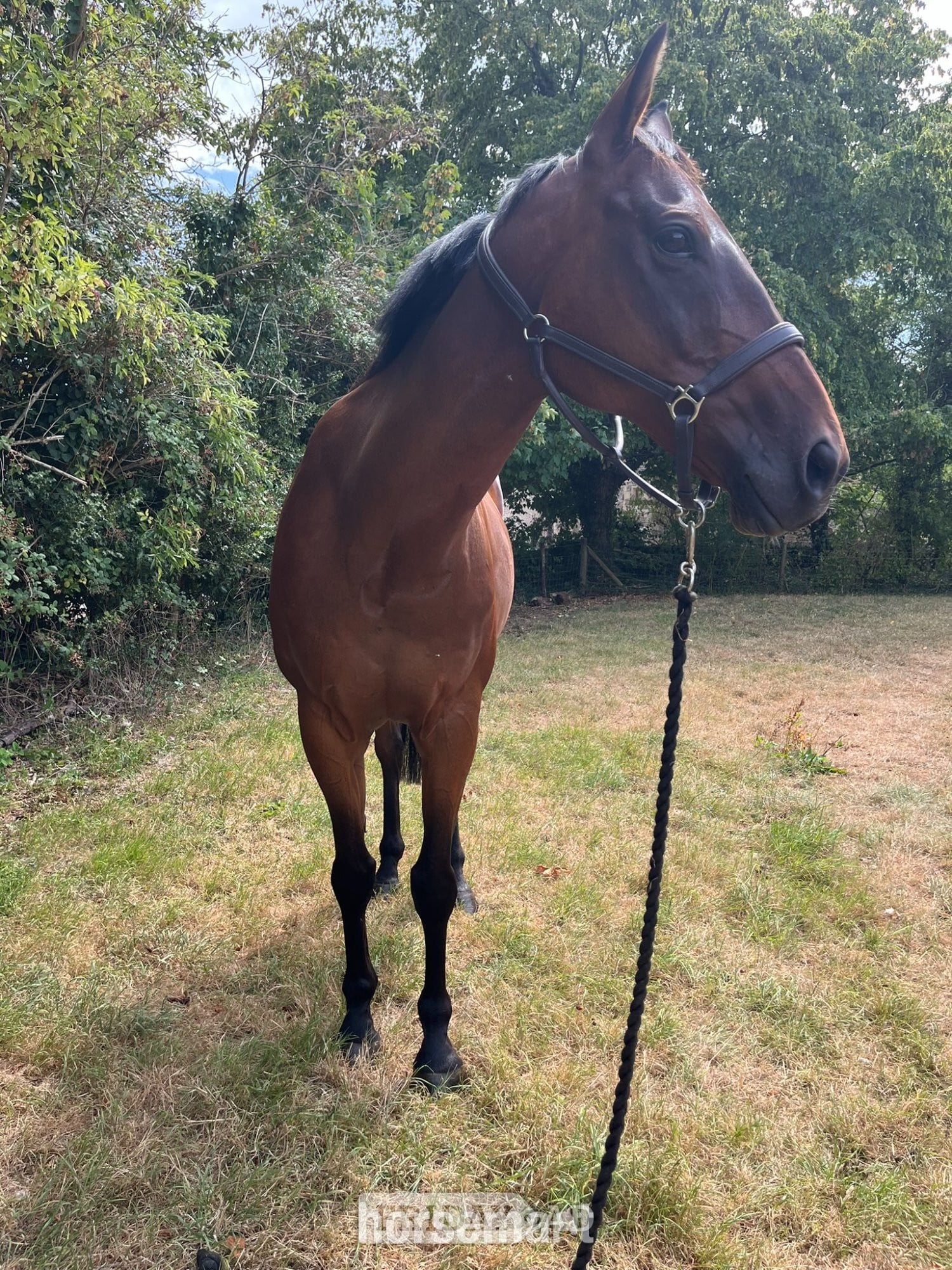 "William" Bay Gelding All Rounder - Horses in Frome