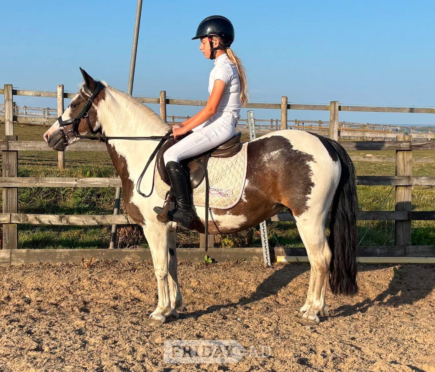 Mow Cop "Rosie" Skewbald Mare All Rounder