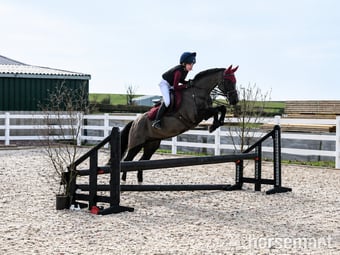 "TALPONCIAU CAVIAR " Black Gelding All Rounder