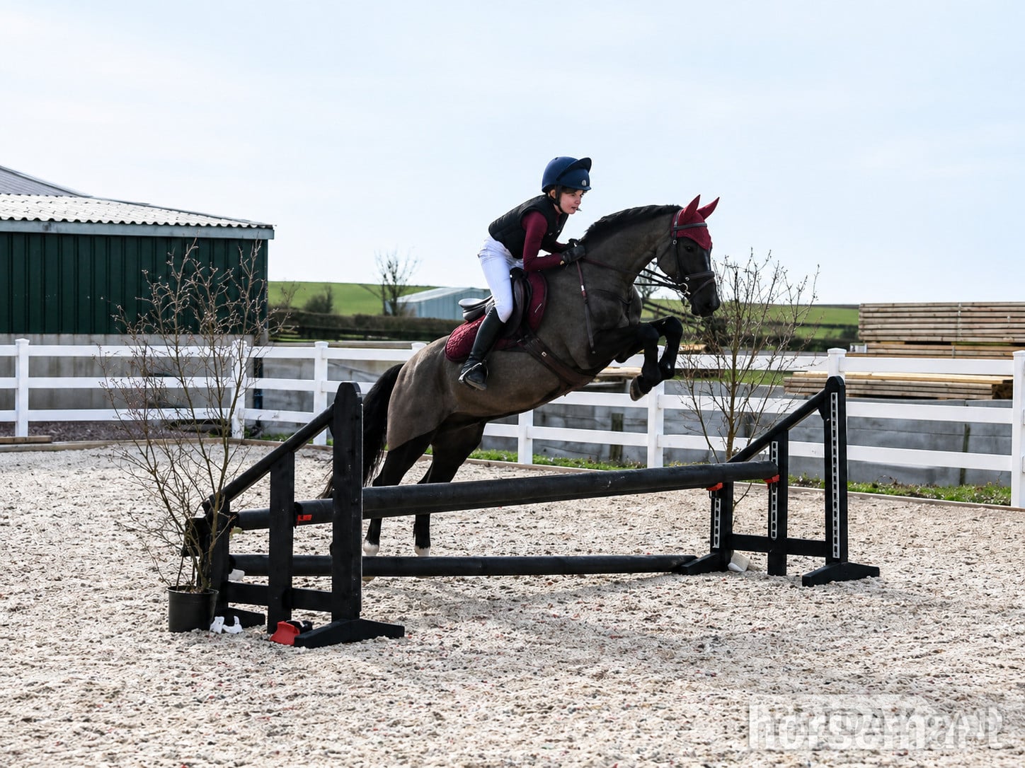 "TALPONCIAU CAVIAR " Black Gelding All Rounder in Morpeth