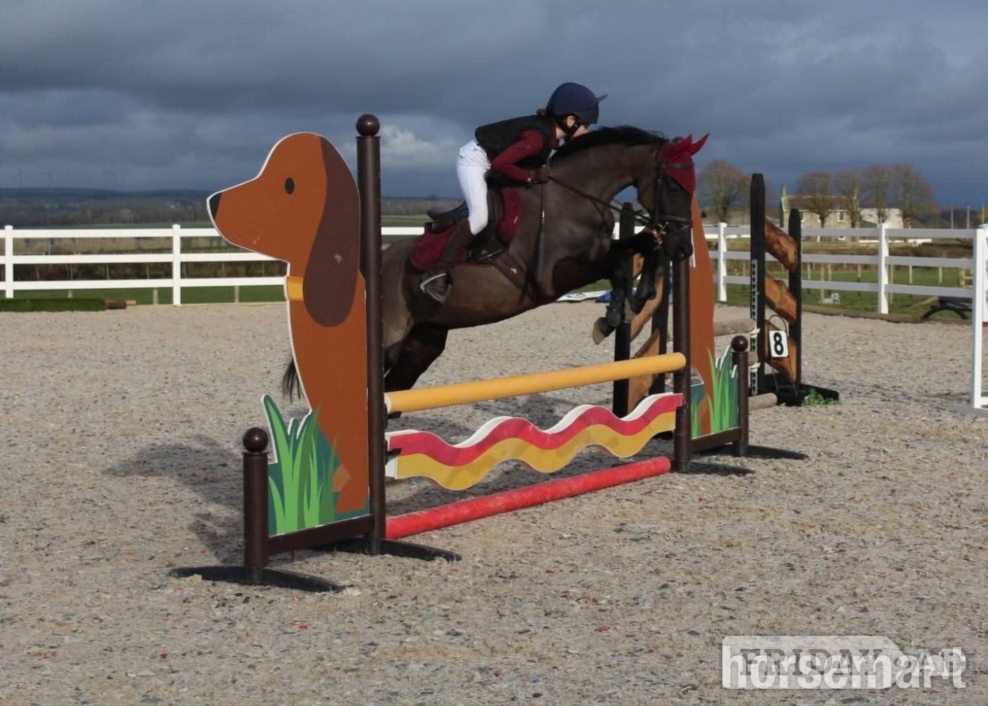 "TALPONCIAU CAVIAR " Black Gelding All Rounder - Horses
