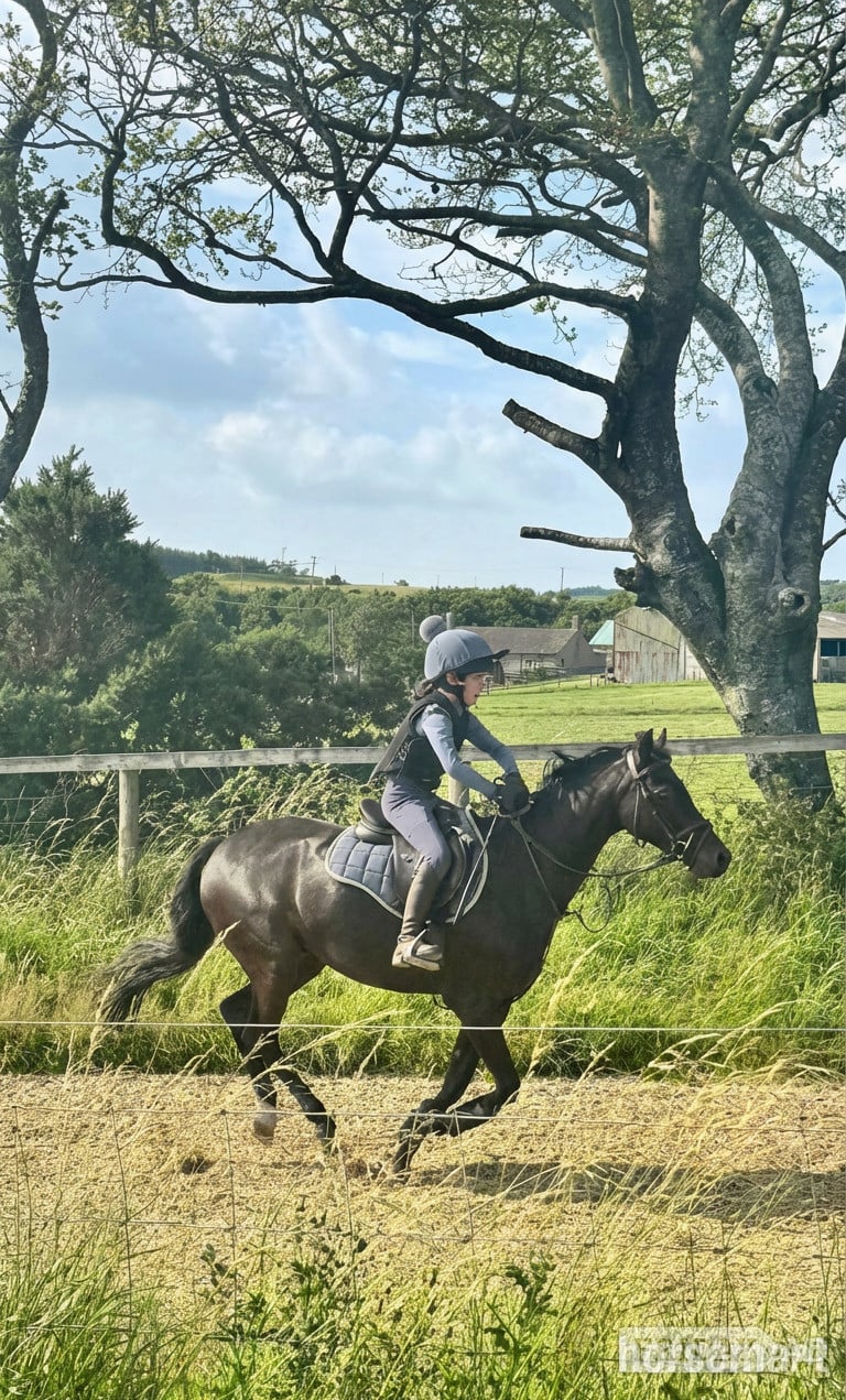"TALPONCIAU CAVIAR " Black Gelding All Rounder