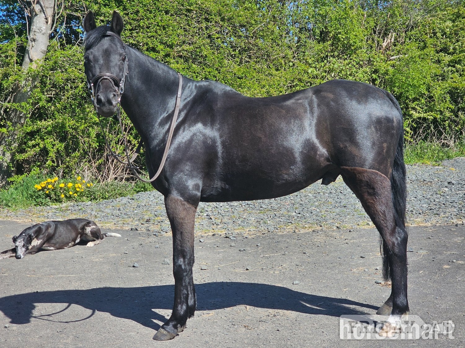 "TALPONCIAU CAVIAR " Black Gelding All Rounder - Horses in Morpeth