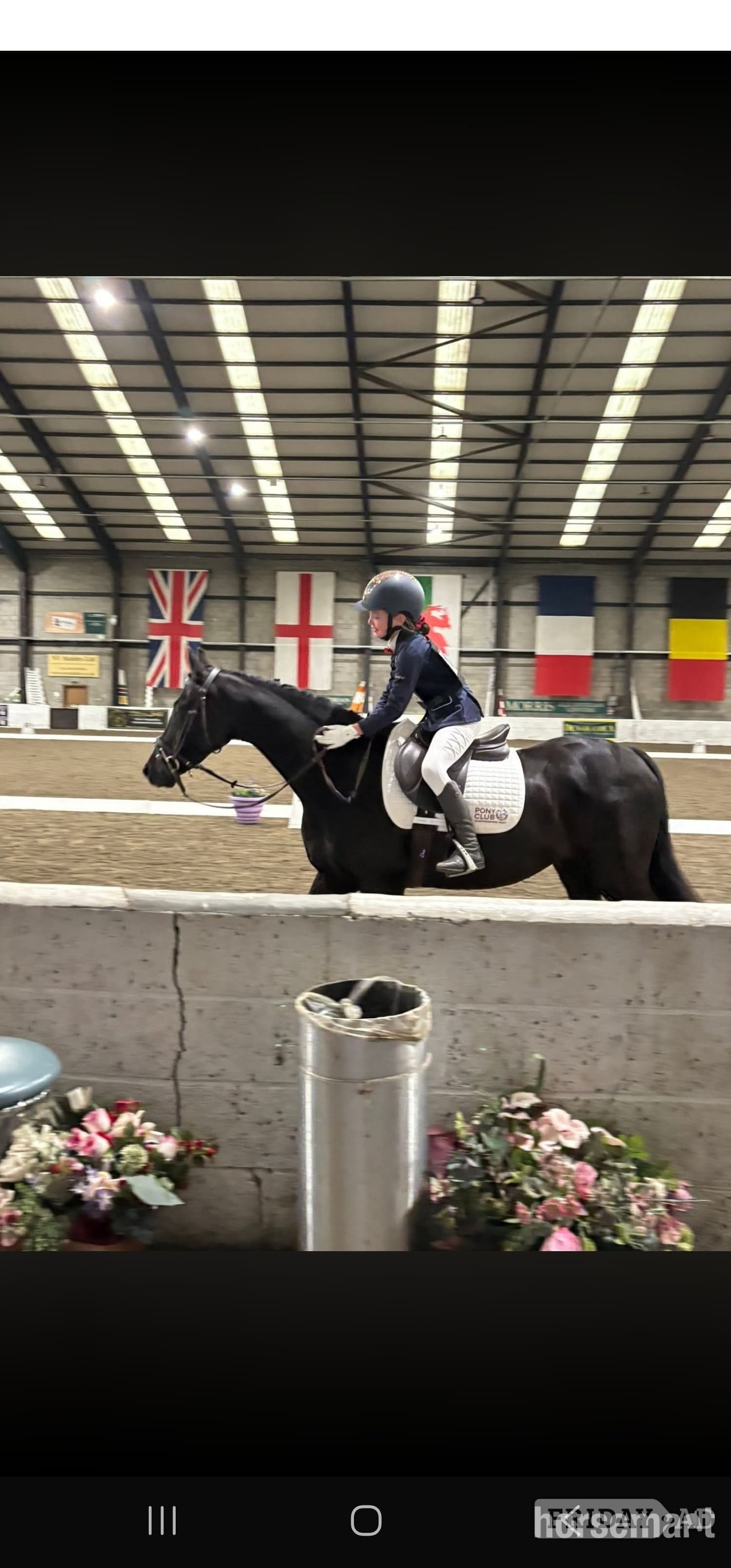 Morpeth "TALPONCIAU CAVIAR " Black Gelding All Rounder