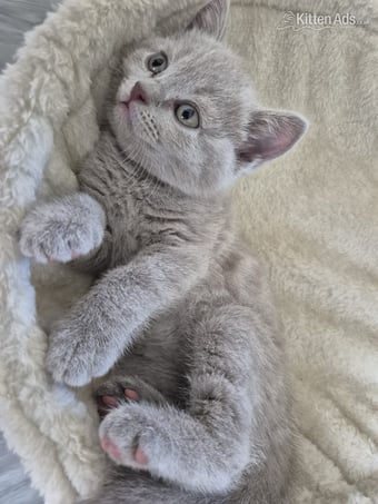 2 boys and 2 girls kittens 