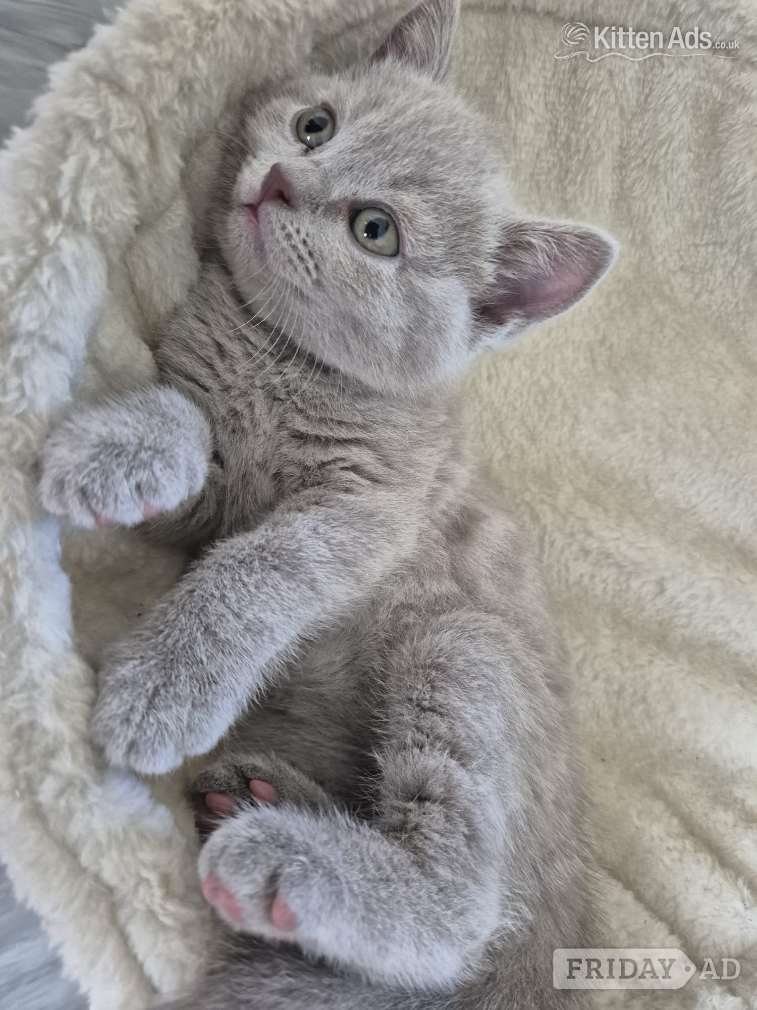 2 boys and 2 girls kittens  in Okehampton